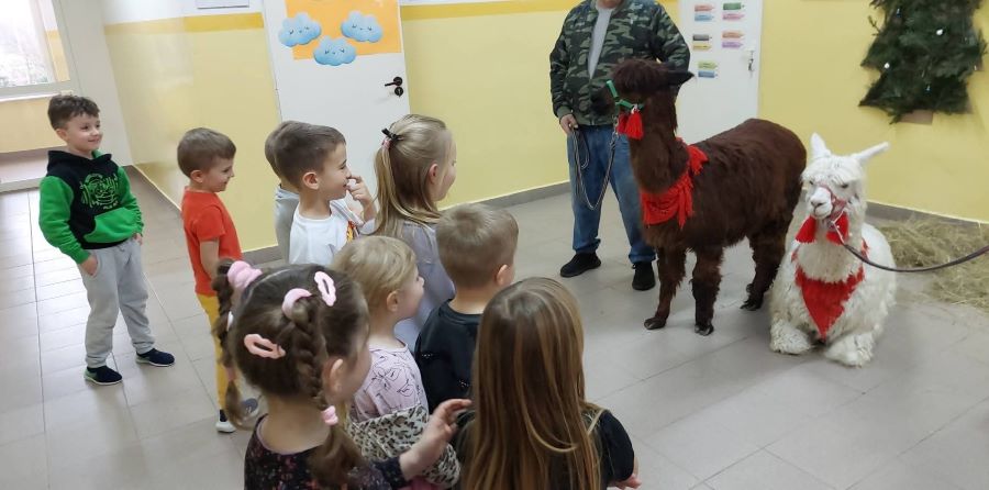 Niezwykli goście w oddziałach przedszkolnych –  dwie urocze alpaki!