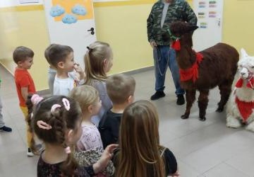 Niezwykli goście w oddziałach przedszkolnych –  dwie urocze alpaki!